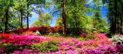 NYBG, Journey Through Spring II, Todd Forrest COVID-19 closure, Facebook Watch Party