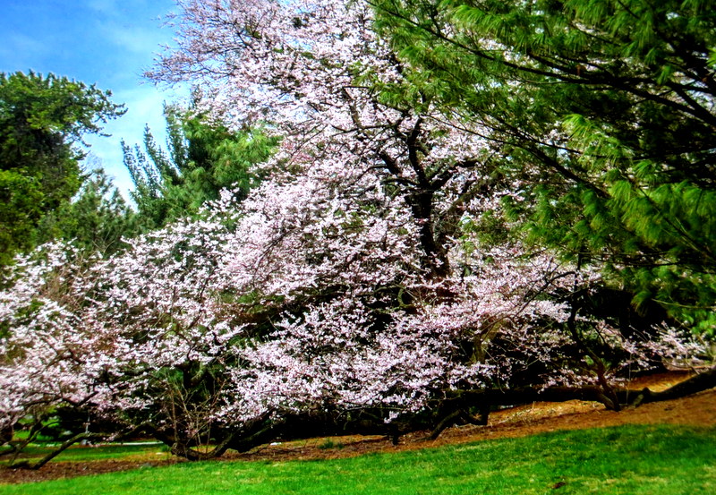 NYBG, Journey Through Spring II, Todd Forrest COVID-19 closure, Facebook Watch Party