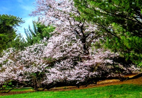 NYBG, Journey Through Spring II, Todd Forrest COVID-19 closure, Facebook Watch Party
