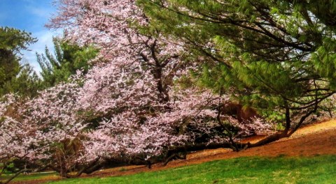 NYBG, Journey Through Spring II, Todd Forrest COVID-19 closure, Facebook Watch Party
