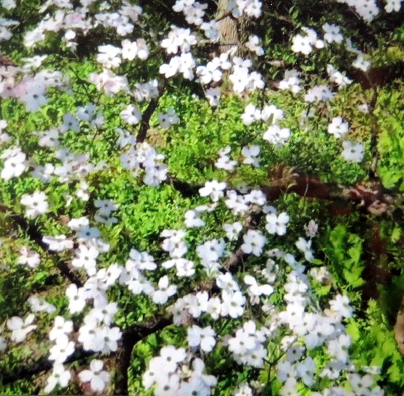 NYBG, Journey Through Spring II, Todd Forrest COVID-19 closure, Facebook Watch Party