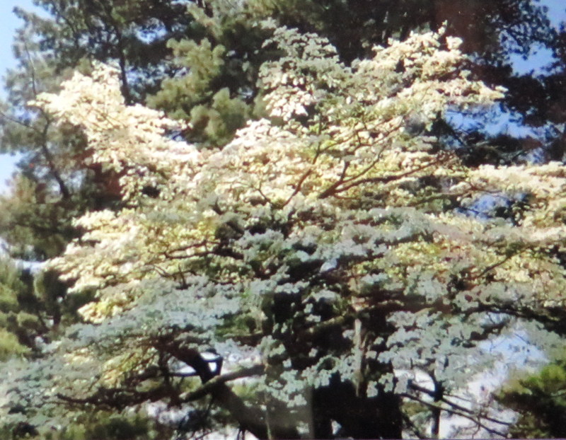 NYBG, Journey Through Spring II, Todd Forrest COVID-19 closure, Facebook Watch Party