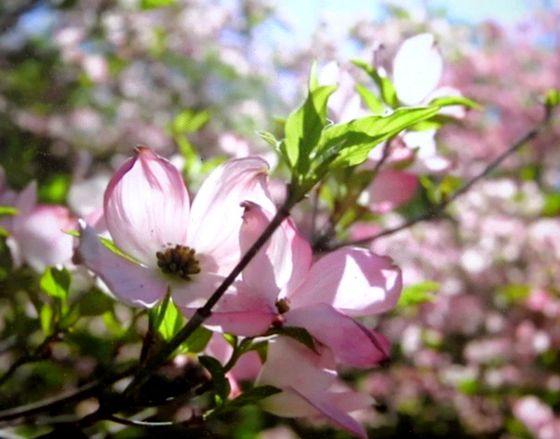 NYBG, Journey Through Spring II, Todd Forrest COVID-19 closure, Facebook Watch Party