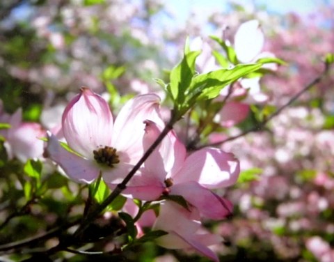 NYBG, Journey Through Spring II, Todd Forrest COVID-19 closure, Facebook Watch Party