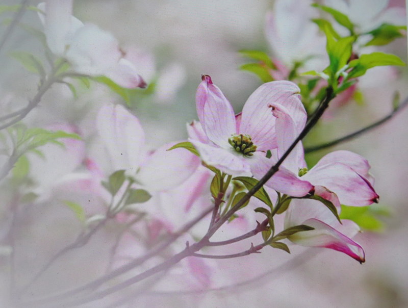 NYBG, Journey Through Spring II, Todd Forrest COVID-19 closure, Facebook Watch Party
