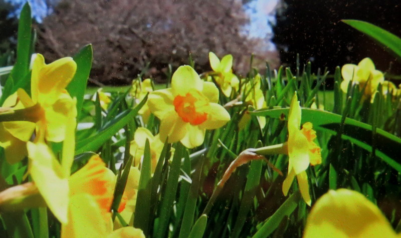 Daffodils, NYBG, Journey Through Spring II, Todd Forrest COVID-19 closure, Facebook Watch Party