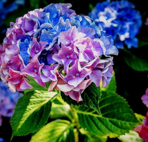 NYBG, New York Forward Phase Four, Governor Cuomo, Appreciation Week