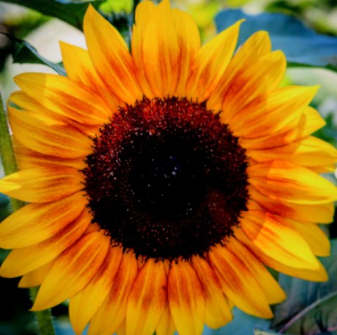 NYBG, New York Forward Phase Four, Governor Cuomo, Sunflower, Appreciation Week