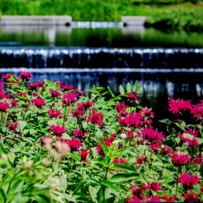 NYBG, New York Forward Phase Four, Governor Cuomo, Appreciation Week