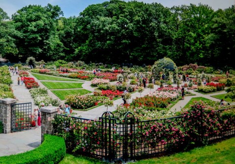 Peggy Rockefeller Rose Garden, NYBG, New York Forward Phase Four, Governor Cuomo, Appreciation Week