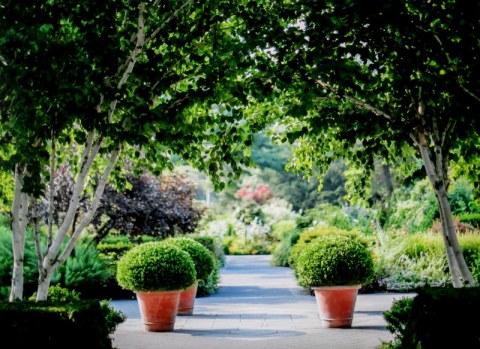 Perennial Garden, NYBG, New York Forward Phase Four, Governor Cuomo, Appreciation Week