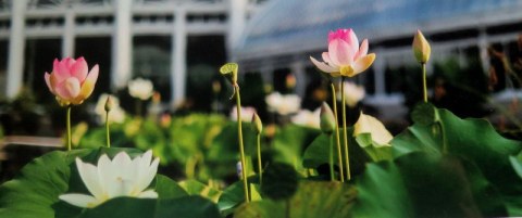 Lotus and Water Lilies, NYBG, New York Forward Phase Four, Governor Cuomo, Appreciation Week, Public Opening 28 July