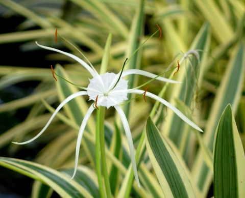 NYBG, Enid A. Haupt Conservatory