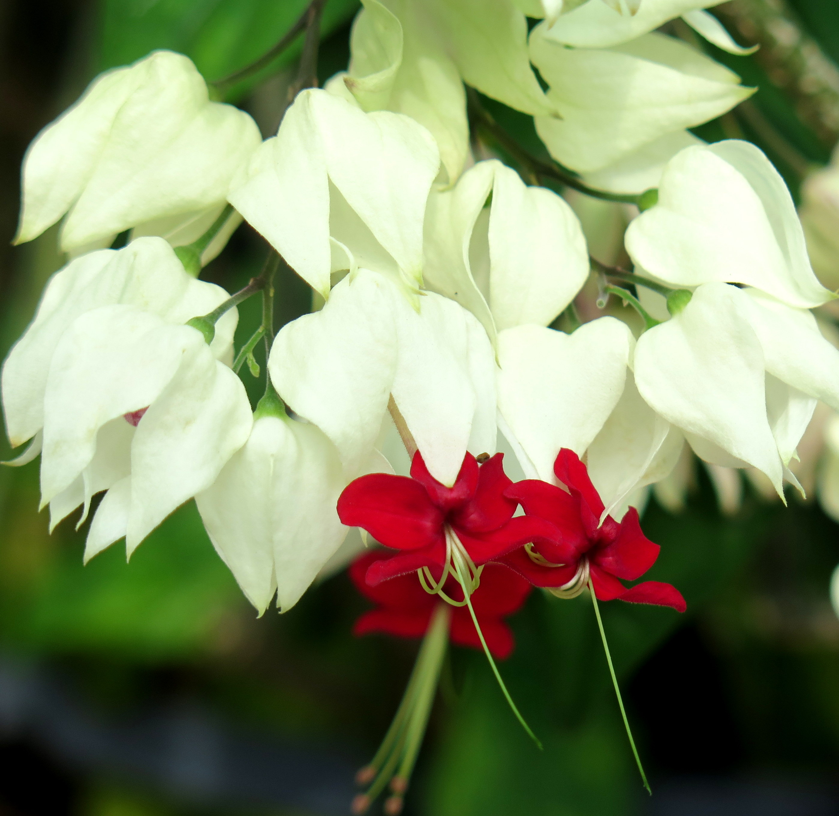 NYBG, Enid A. Haupt Conservatory
