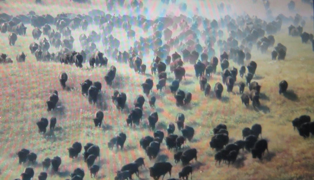 Magically, the buffalo showed up as a sign to hold on. 'End of The Line: The Women of Standing Rock,' Athena Film Festival (courtesy of the film