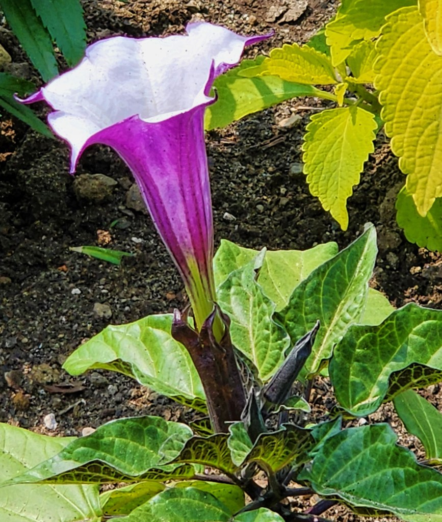 Poisonous datura, NYBG Ebony G. Patterson's '...things come to thrive...in the shedding...in the molting... '(Carole Di Tosti)