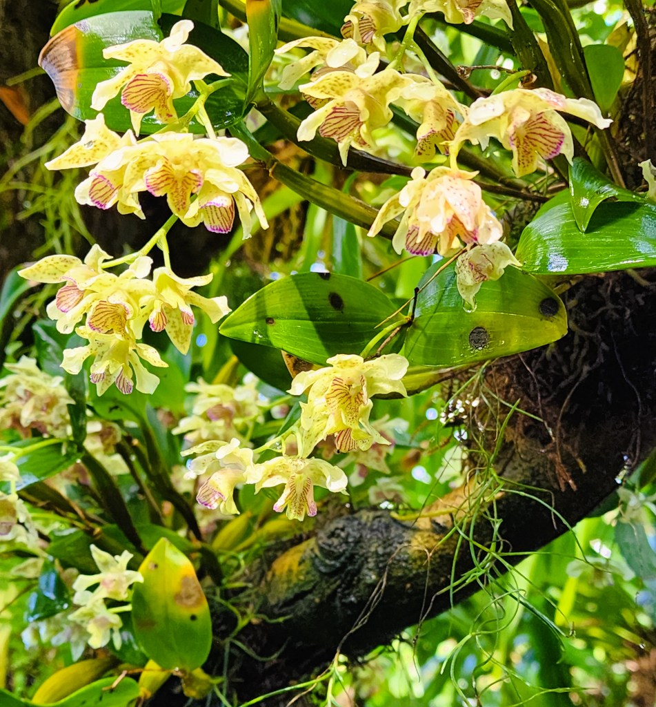  Dendrobriums NYBG Florals in Fashion (Carole Di Tosti)