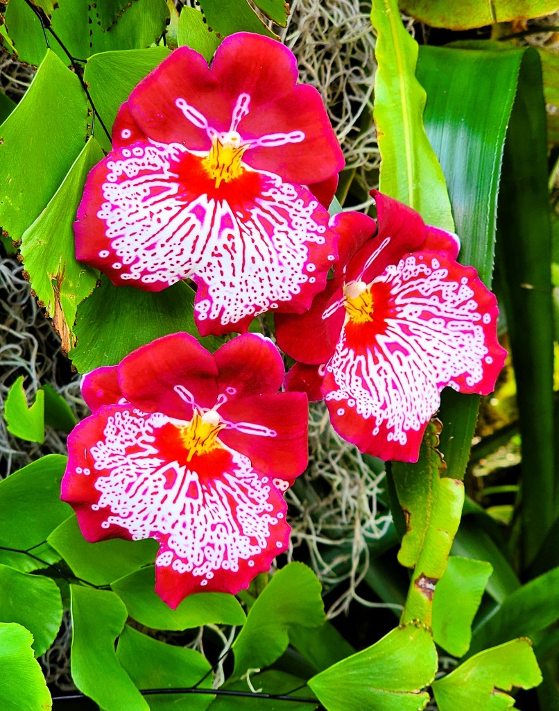 Pansy Orchids, NYBG 'Florals in Fashion' (Carole Di Tosti)