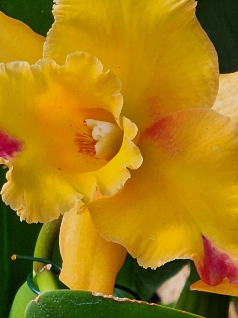 Cattleya orchid NYBG 'Florals' in Fashion (Carole Di Tosti)