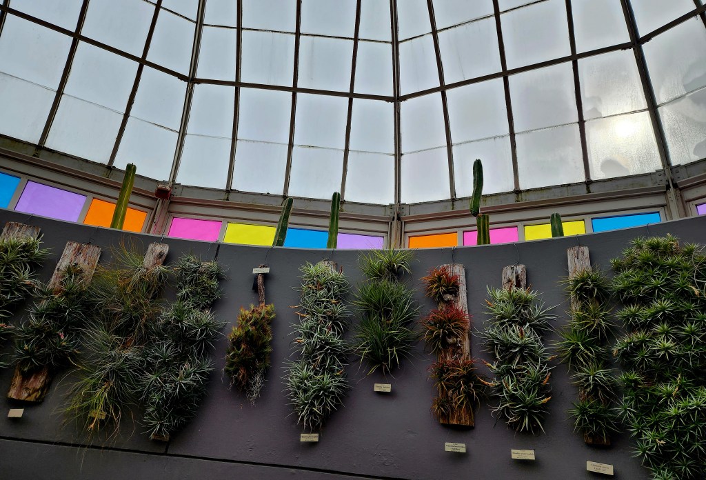 On the way to the desert gallery, we see thematic colors of the exhibit in the window panes. Below various succulents are the native flora of Mexico and feature prominently in the exhibit (Carole Di Tosti)