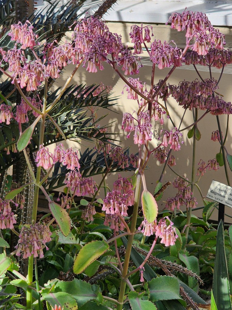 Flowering plant in the desert gallery (Carole Di Tosti)