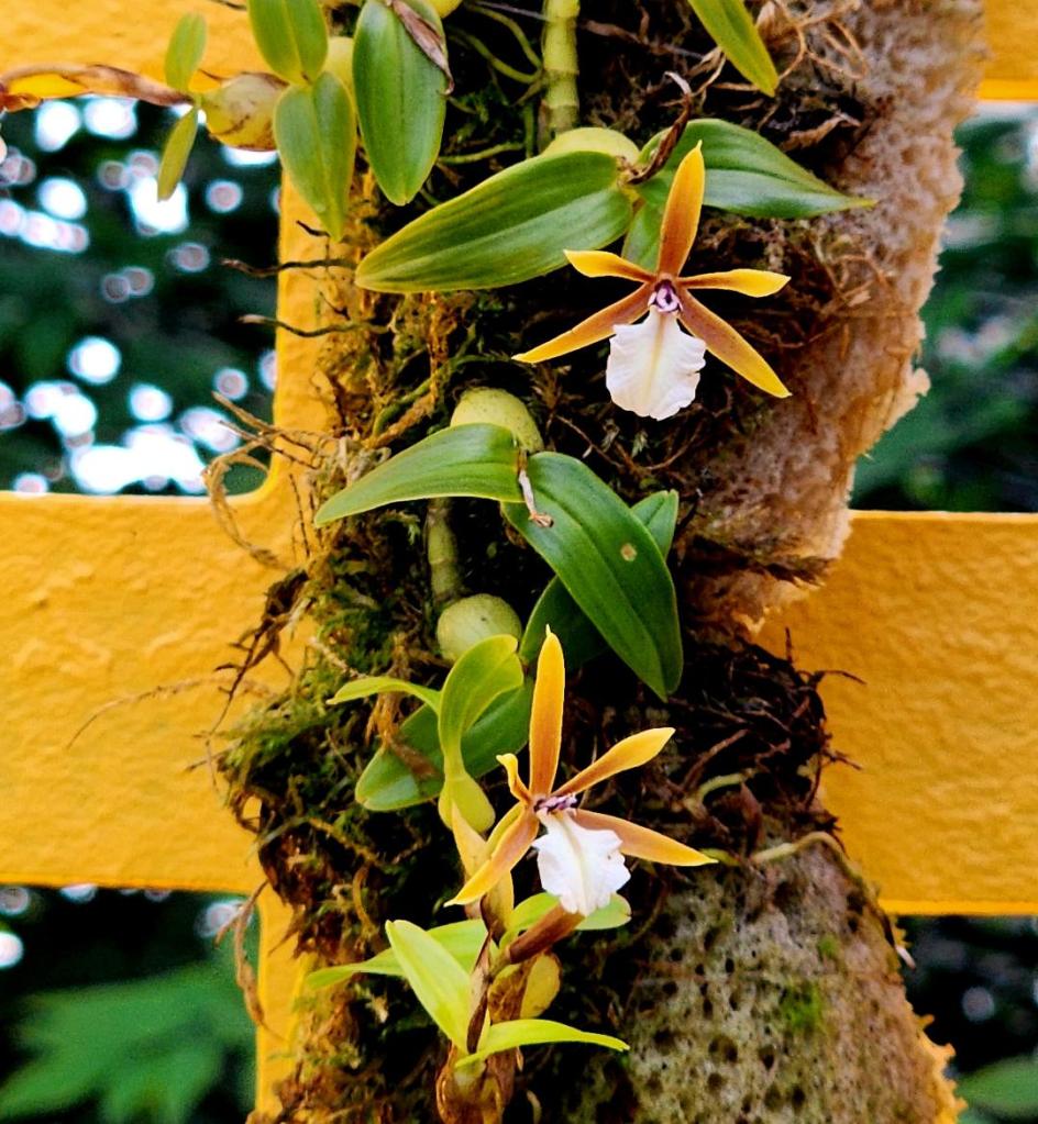 Additional hybrids against the backdrop of a yellow lattice fence inspired by Luis Barragán (Carole Di Tosti