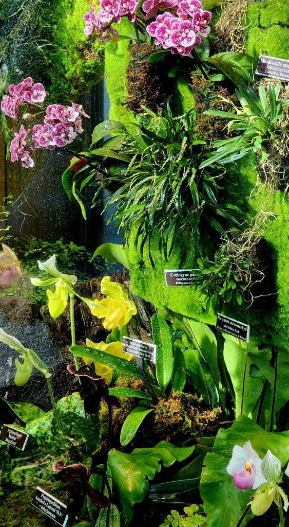 Rare orchids in the glass display case before the rainforest gallery (Carole Di Tosti)