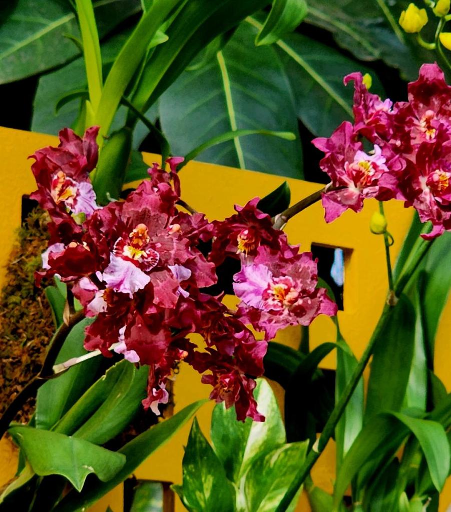 Hybrid orchids on the fence display, an element inspired by the architect (Carole Di Tosti)