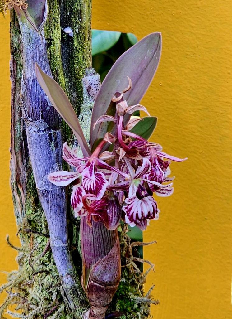 Hybrids on the yellow lattice fence structure inspired by Luis Barragán (Carole Di Tosti)