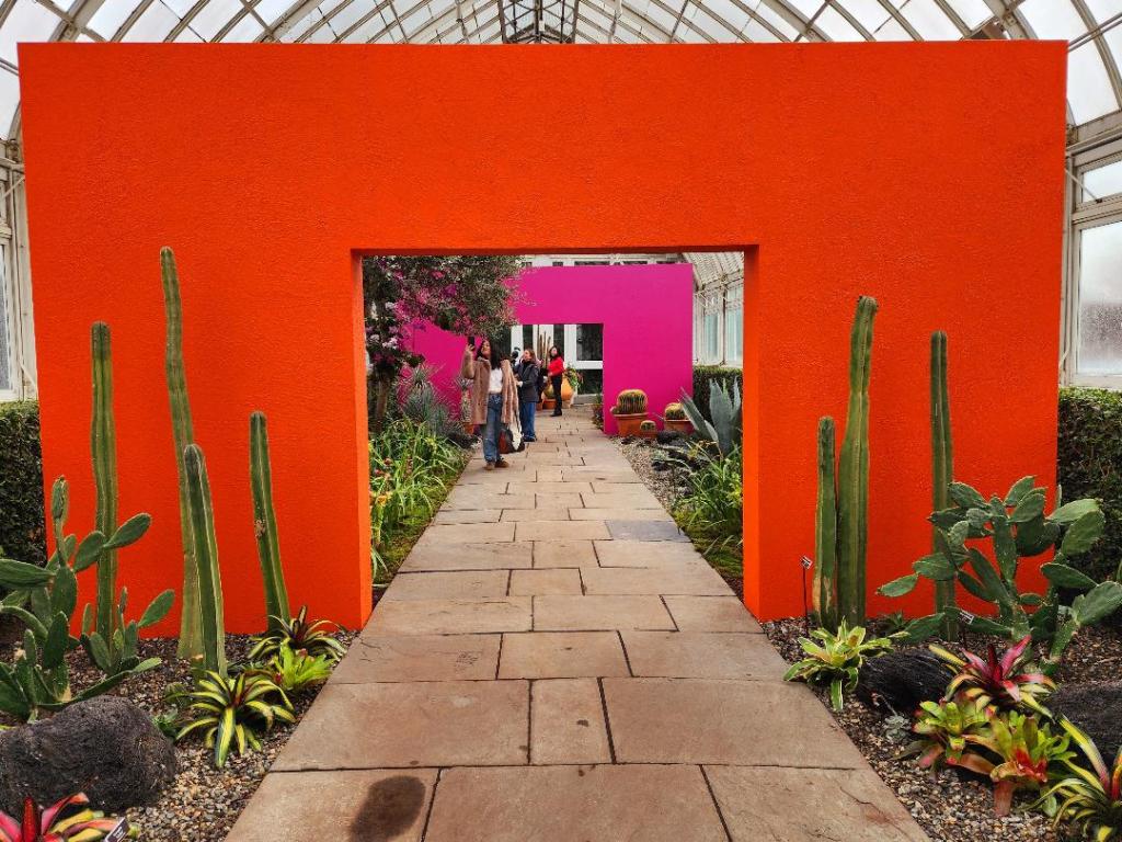 The green fence post cactus and other cacti contrast with the vibrant orange wall (Carole Di Tosti)