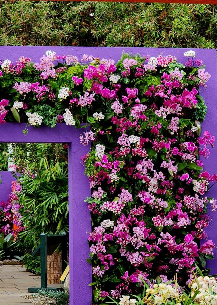 Close-up phalaenopsis (Carole Di Tosti)