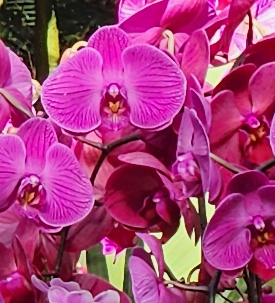 Moth orchids, detail, 'The Orchid Show Mr. Flower Fantastic's Concrete Jungle,' detail, NYBG Palms  of the World Gallery (Carole Di Tosti)