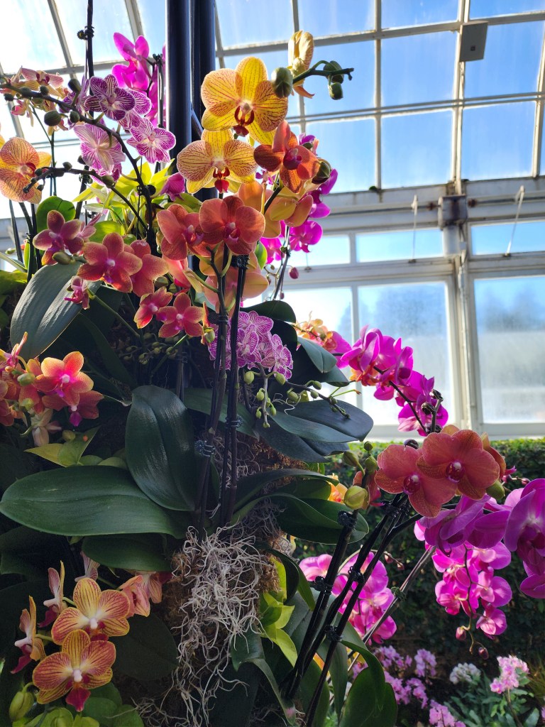 Hybrid moth orchids, detail NYBG walkway, 'The Orchid Show Mr. Flower Fantastic's Concrete Jungle' (Carole Di Tosti)