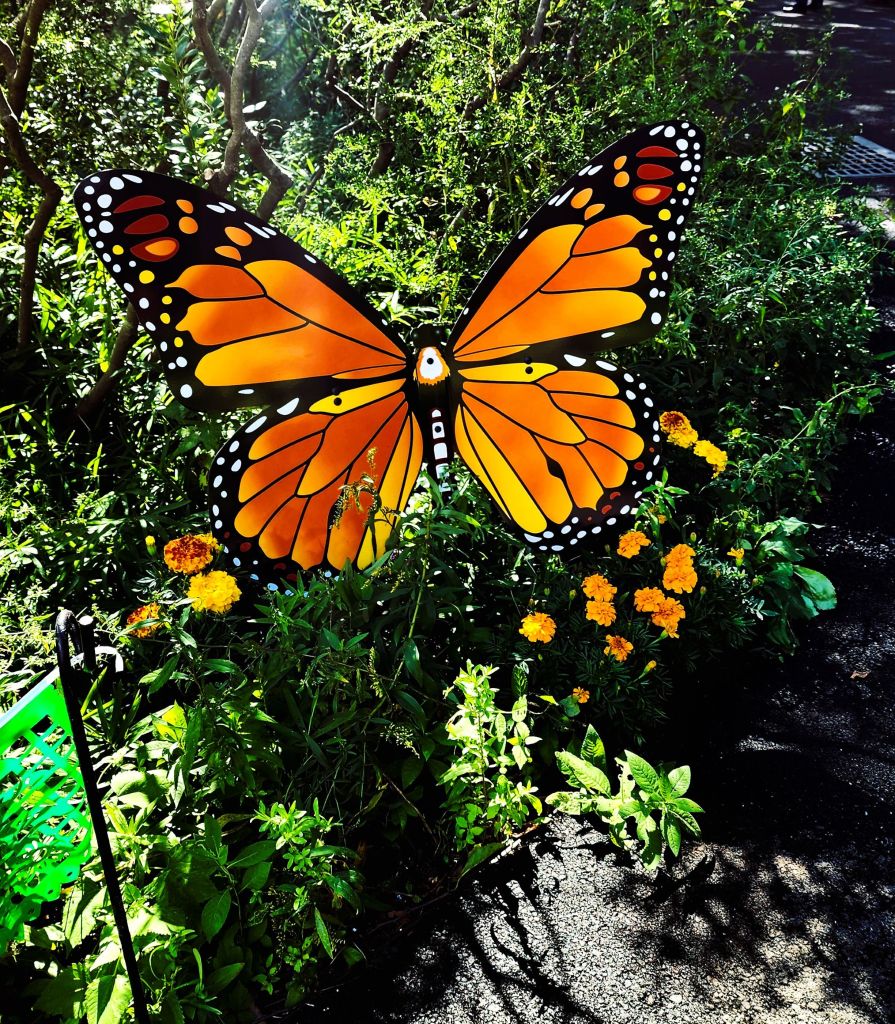 Monarchs return to Mexico around the same dates as 'Dia de los Muertos' NYBG, Everett Chldren's Garden (Carole Di Tosti)
