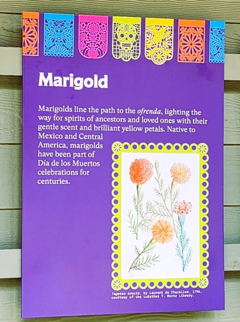 How marigolds represent 'Dia de los Muertos,' Everett Children's Adventure Garden, NYBG (Carole Di Tosti)