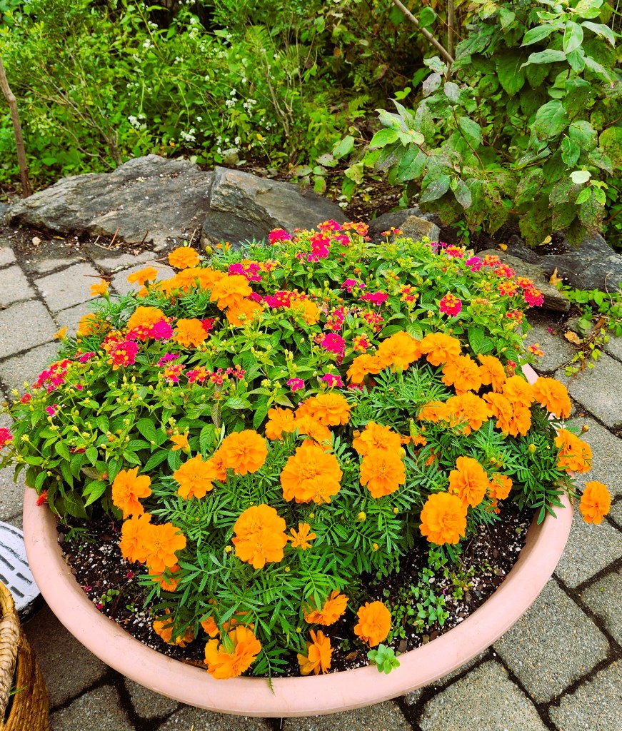 It wouldn't be 'Dia de los Muertos' without marigolds, NYBG Everett Children's Garden (Carole Di Tosti)