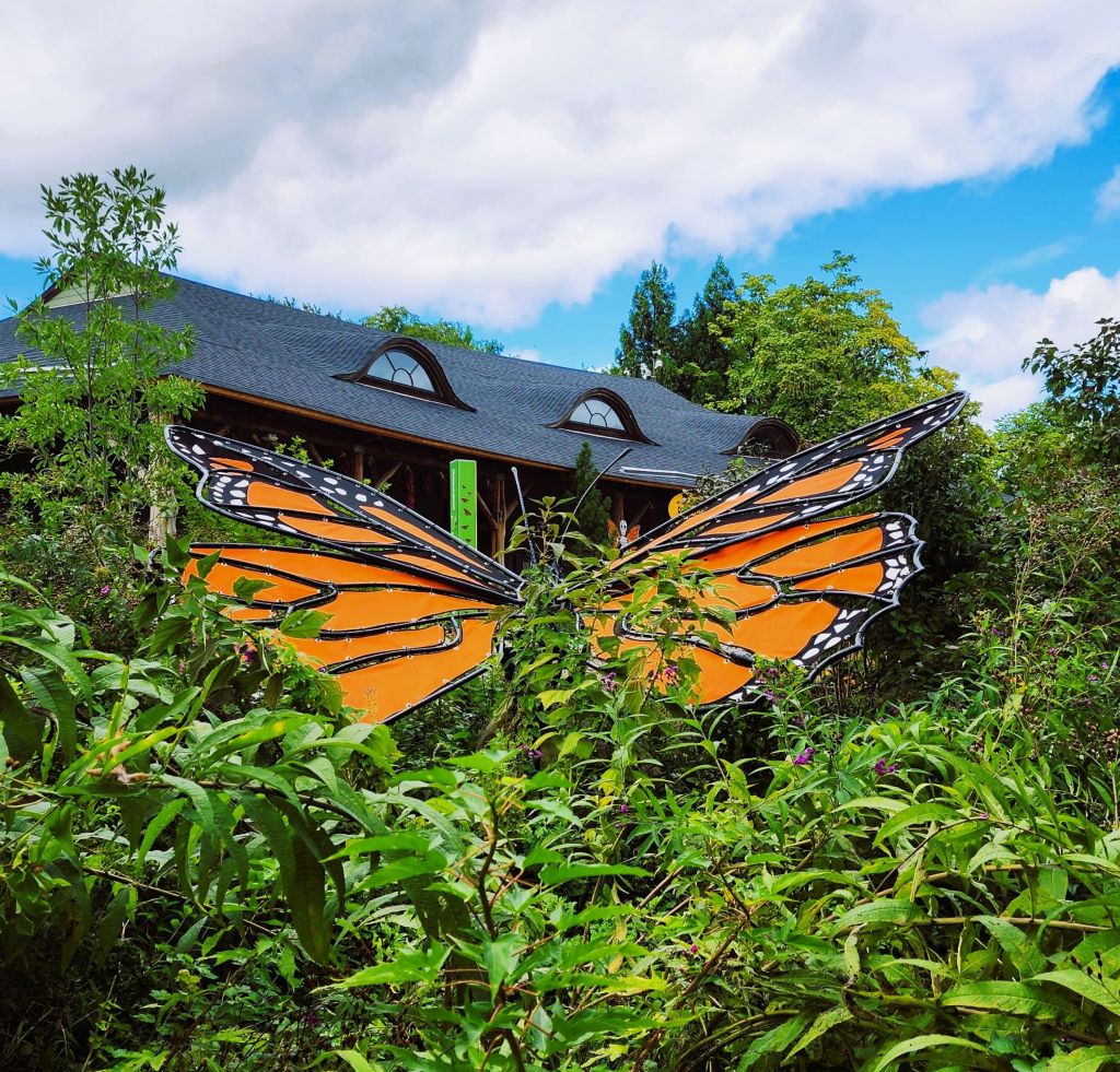 Monarch sunning themselves, 'Dia de los Muertos', Everett Children's Adventure Garden, NYBG (Carole Di Tosti)