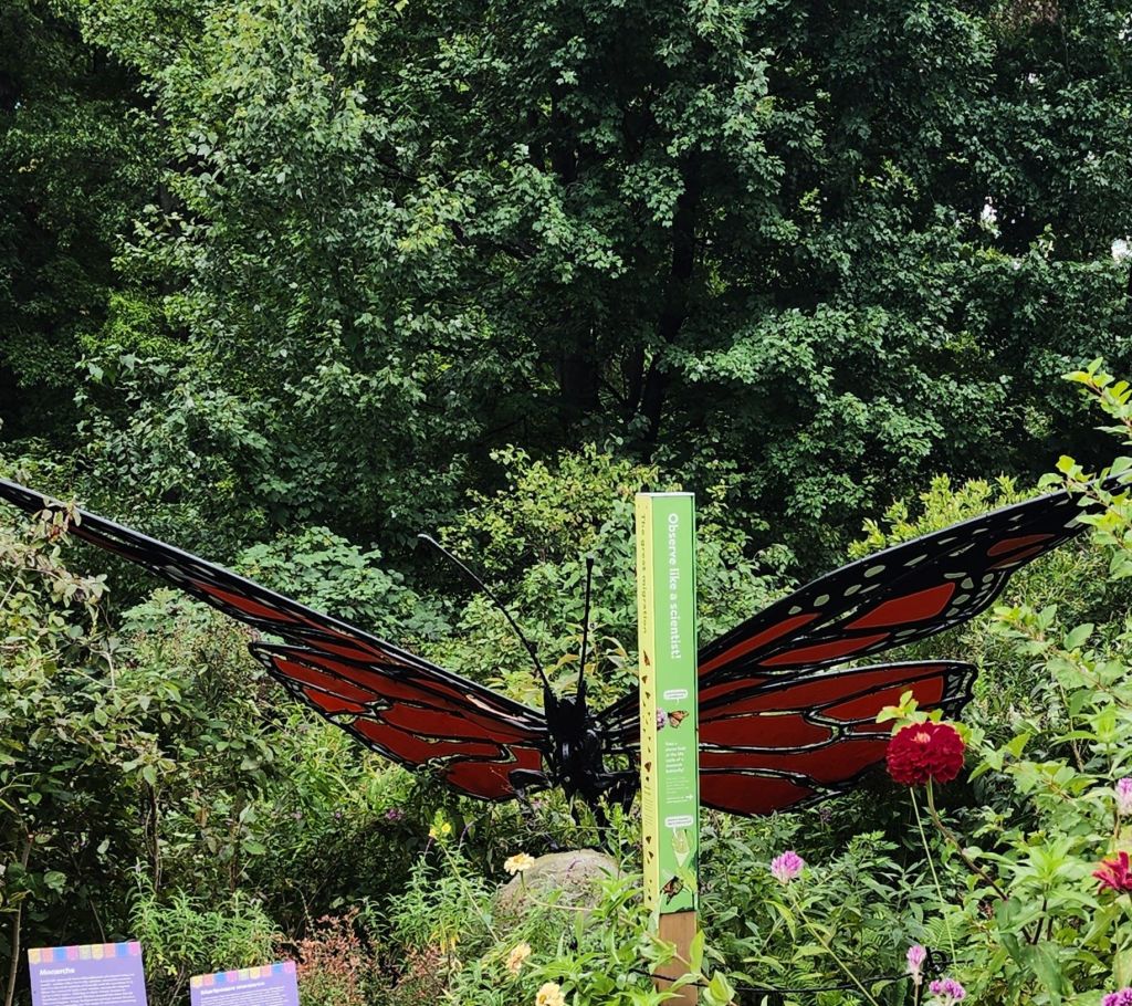 A monarch with signage of its habits and return to Mexico around the 'Dia de los Muertos' celebrations,NYBG Everett Children's Adventure Garden (Carole Di Tosti)